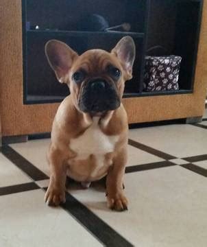 The french bulldog, also called frenchie, is admired for its appearance and intelligence. View Ad: French Bulldog Puppy for Sale near North Carolina, TRYON, USA. ADN-61796