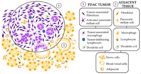 Cellular Components Of The Pdac Tumor Microenvironment Diagram Of The