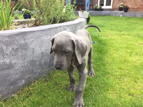 Lots of praise is needed for crate training. 9 week old Great Dane puppy | in Penwortham, Lancashire ...