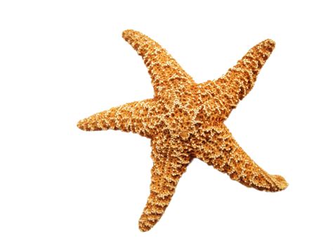 Starfish Dried Png Image Purepng Free Transparent Cc0 Png Image Library