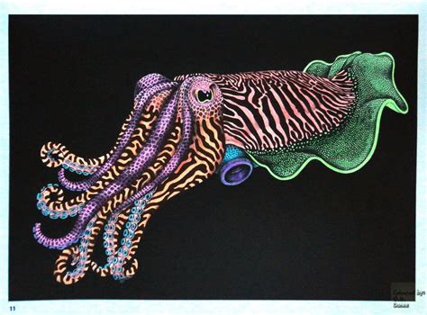 Tim Jeffs Intricate Ink Animals In Details Volume 1 Cuttlefish