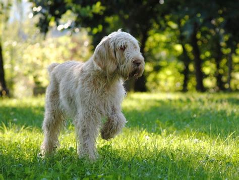 italian spinone dog breed facts highlights buying advice petshomes italian dogs