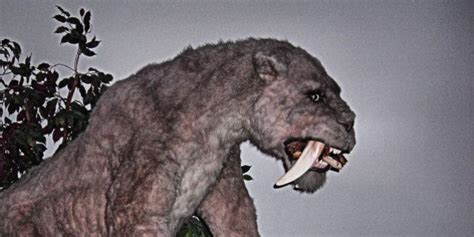 Saber Toothed Tigers And Humans Met About 300000 Years Ago At
