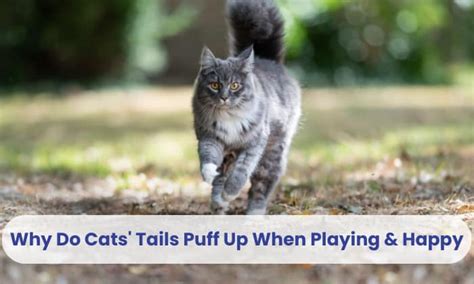 Why Do Cats Tails Puff Up When Playing And Happy 6 Reasons