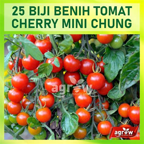 Jual 25 Benih Tomat Cherry Merah Mini Chung Chery Tanaman Hias Ceri