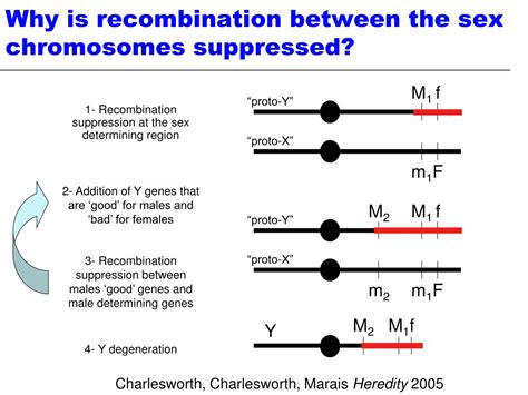 Ppt The Evolution Of Sex Chromosomes From Humans To Non Model