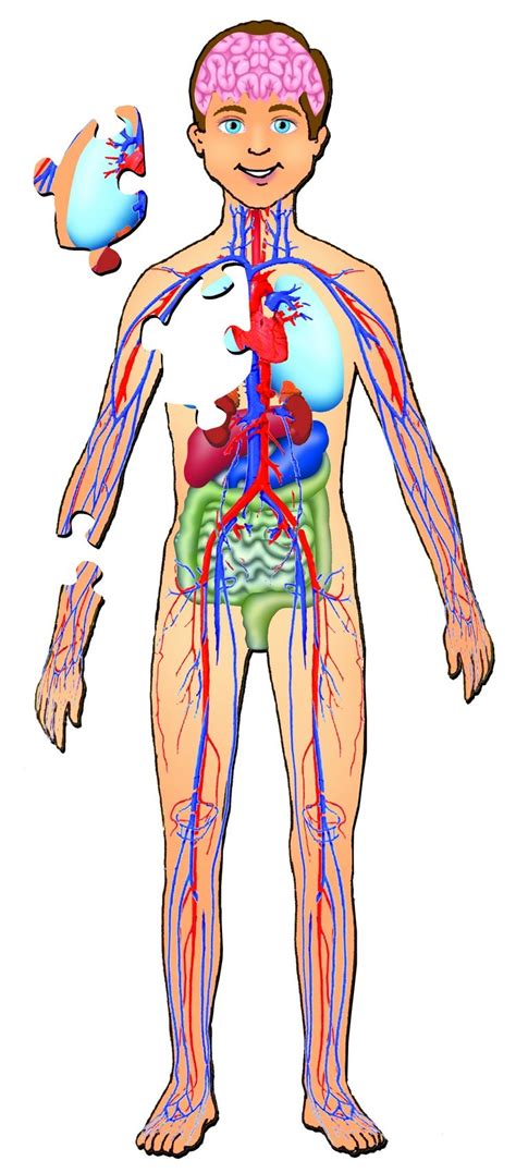Muscles In The Body Diagram For Kids Free Printable Human Body