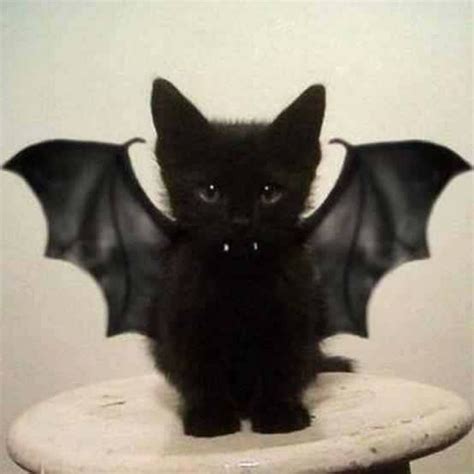 Cute Bat Cat Pictures Photos And Images For Facebook Tumblr