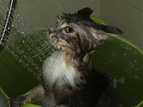 Cats That Love Water