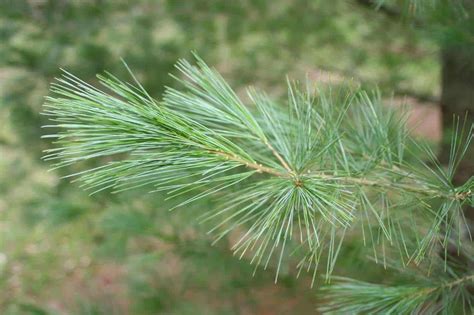 5 Prevalent Types Of Pine Trees In New England Progardentips