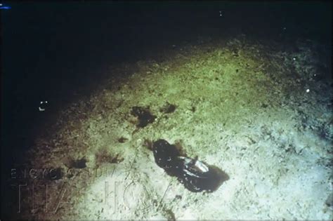 Shoe In Titanic Debris Field