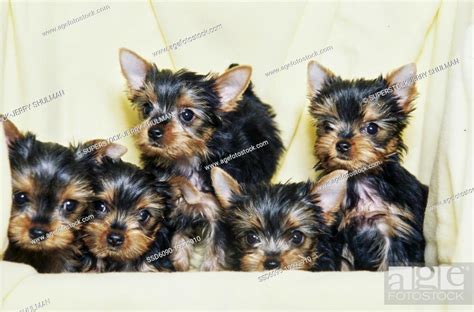 Yorkie Puppies On White Background Stock Photo Picture And Royalty