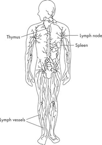 The lymphatic system has three functions.