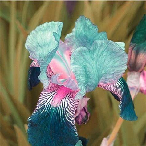 Pink Iris Seeds 100pcspack