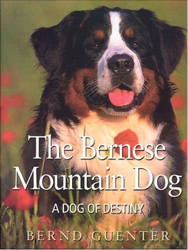 The Bernese Mountain Dog A Dog Of Destiny Guenter Bernd