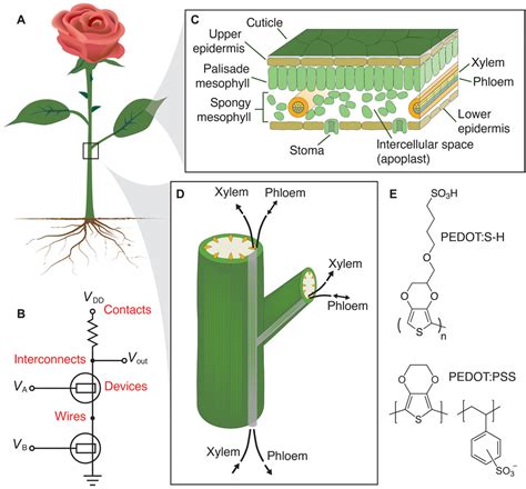 Growing and propagating cacti is relatively easy to do and can be quite rewarding. Electronic plants | Science Advances