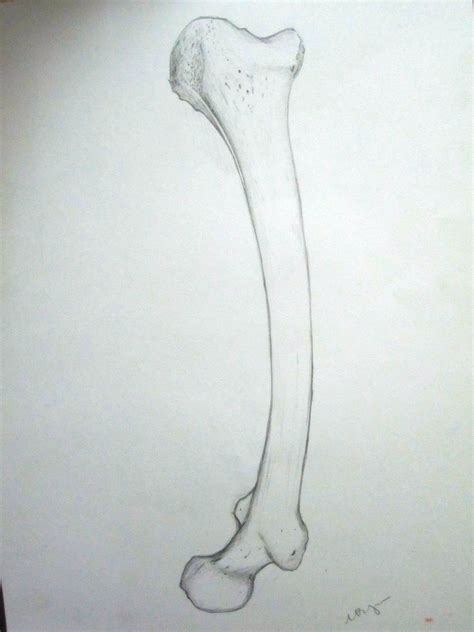 Drawings Of Bones Skeleton Drawings Drawings Fish Drawings