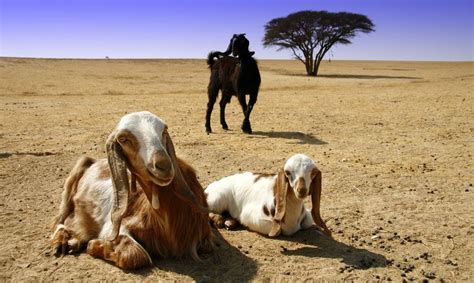 Filegoats In Southern Israel Wikimedia Commons Horses Goats