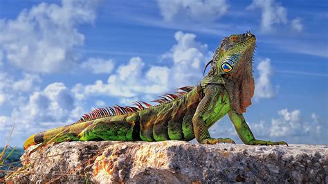 Wallpaper Sunlight Colorful Animals Rock Nature Lizards Sky