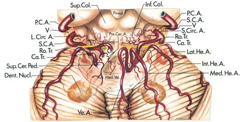 Arteria Cerebelli Superior Sca Ars Neurochirurgica
