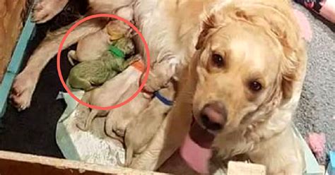 Mama Dog Gives Birth To Litter Of Puppies With One Big Surprise One