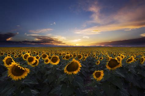 Fields Of Sunflowers Landscape Pictures Sunflower Fields Sky Aesthetic