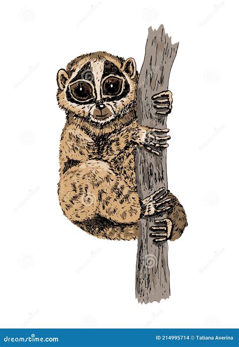 Set Of Loris On Tree Branches Cute Lorises Vector Illustration Collection