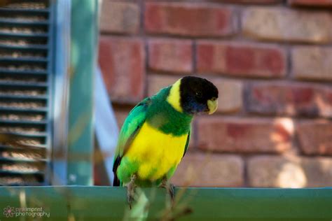 Yellow Ring Neck Parrot By Kell01 On Deviantart