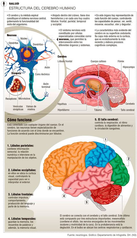 Estructura Del Cerebro Humano Invdes