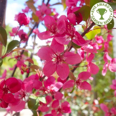Malus Toringo Scarlett Pink Flowering Crab Apple Trees For Sale