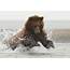 Exciting Brown Bear Fishing Picture  Shetzers Photography