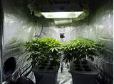 Pictures of Grow Marijuana Hydroponic System