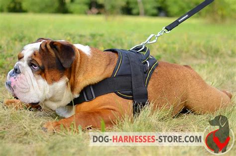 65 Best Harness For English Bulldog Photo Bleumoonproductions