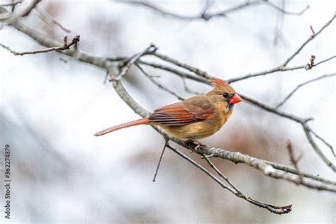 One Single Female Red Northern Cardinal Cardinalis Bird Perched On