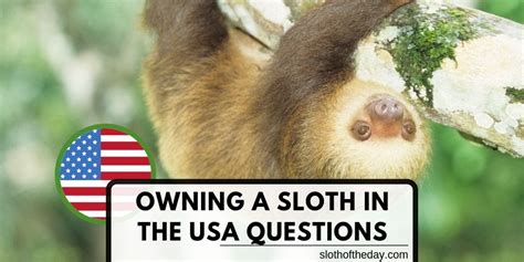 Can You Own A Sloth In America Sloth Of The Day Sloth Sloth