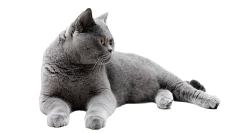 British Shorthair Cat Png Transparent Images Png All