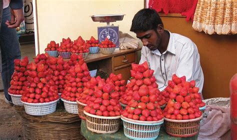 Each year, over 500,000 visitors enjoy the festival's headline entertainment, youth livestock shows, rides, exhibits of commerce and, of course, its strawberry shortcake. Strawberry Festival in Meghalaya 2019 in India, photos ...