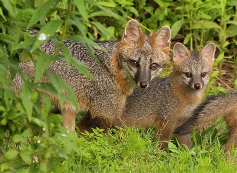 Gray Fox Mother With Kit 1 North Carolina Uwharrie National Forest