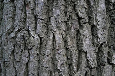 Close Up Of Ald Tree Bark Stock Photo Colourbox