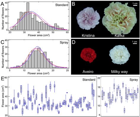 Flower Size Distribution Among Carnation Cultivars A C Histograms