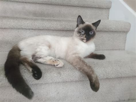 A Siamese Cat Is Laying On The Stairs