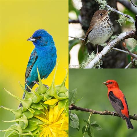Vermont Senate Passes Bill To Protect Migratory Birds Audubon Vermont