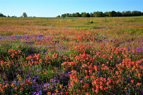Texas Spring Wildflowers Photograph By Lynn Bauer