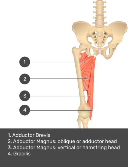 Calcium ions and the proteins tropomyosin and troponin control muscle contractions and the contraction of the skeletal muscle is achieved by the sliding of actin and myosin filaments and atp hydrolysis and cross bridge formation are necessary for the filaments to slide. Adductor Magnus Muscle