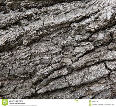Old Tree Bark Stock Photo Image Of Natural Texture 40842814
