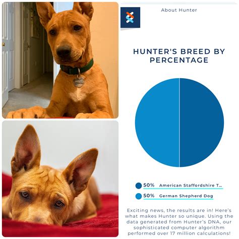 Results Hunters Dna Test Results Are In 5050 Staffie And German