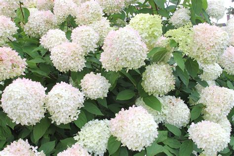 Hortensia Hydranten Paniculata Hydrangea Care Limelight Hydrangea