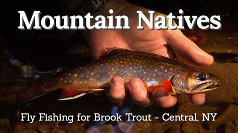 Mountain Natives Central Ny Fly Fishing For Brook Trout Pre Spawn Brilliance Youtube