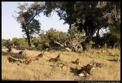 Photograph By Philip Greenspun Sable Antelope 06