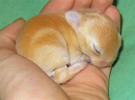 Sleeping Bunny Teh Cute